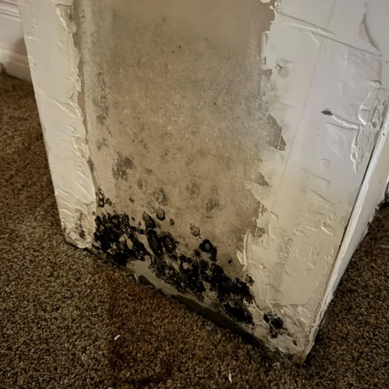 Professional Mold Removal in Havana, FL